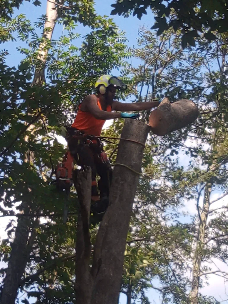 Expert Crown Thinning expertcity 768x1024