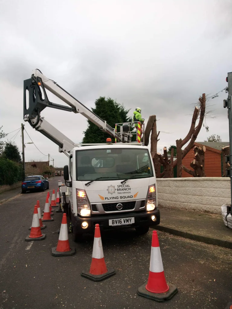 Tree removal city 768x1024
